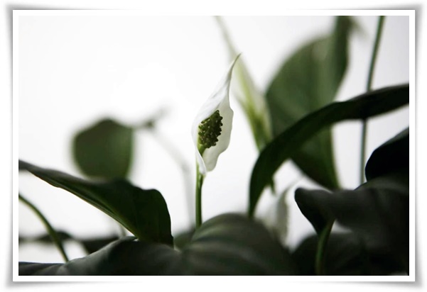 화초 "리시안셔스" 장미인 듯 장미 아닌 변치 않는 사랑의 꽃!