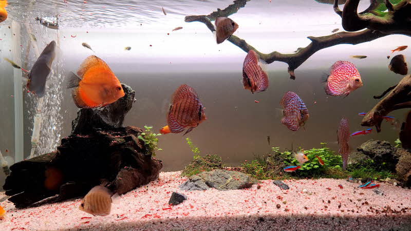 열대어 디스커스