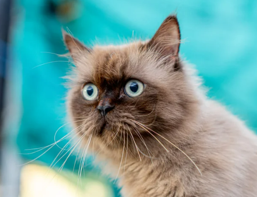 먼치킨 유전병 특징 성격 짧은 다리 이유 입양 전 필독