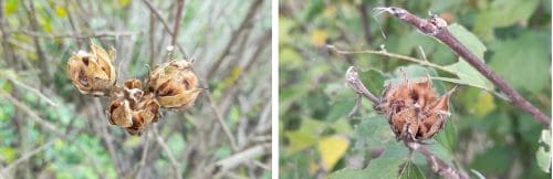 무궁화-번식법-실생-삽목-꺾꽂이-접목번식