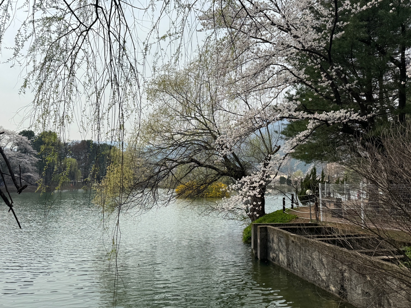 청평 벚꽃축제