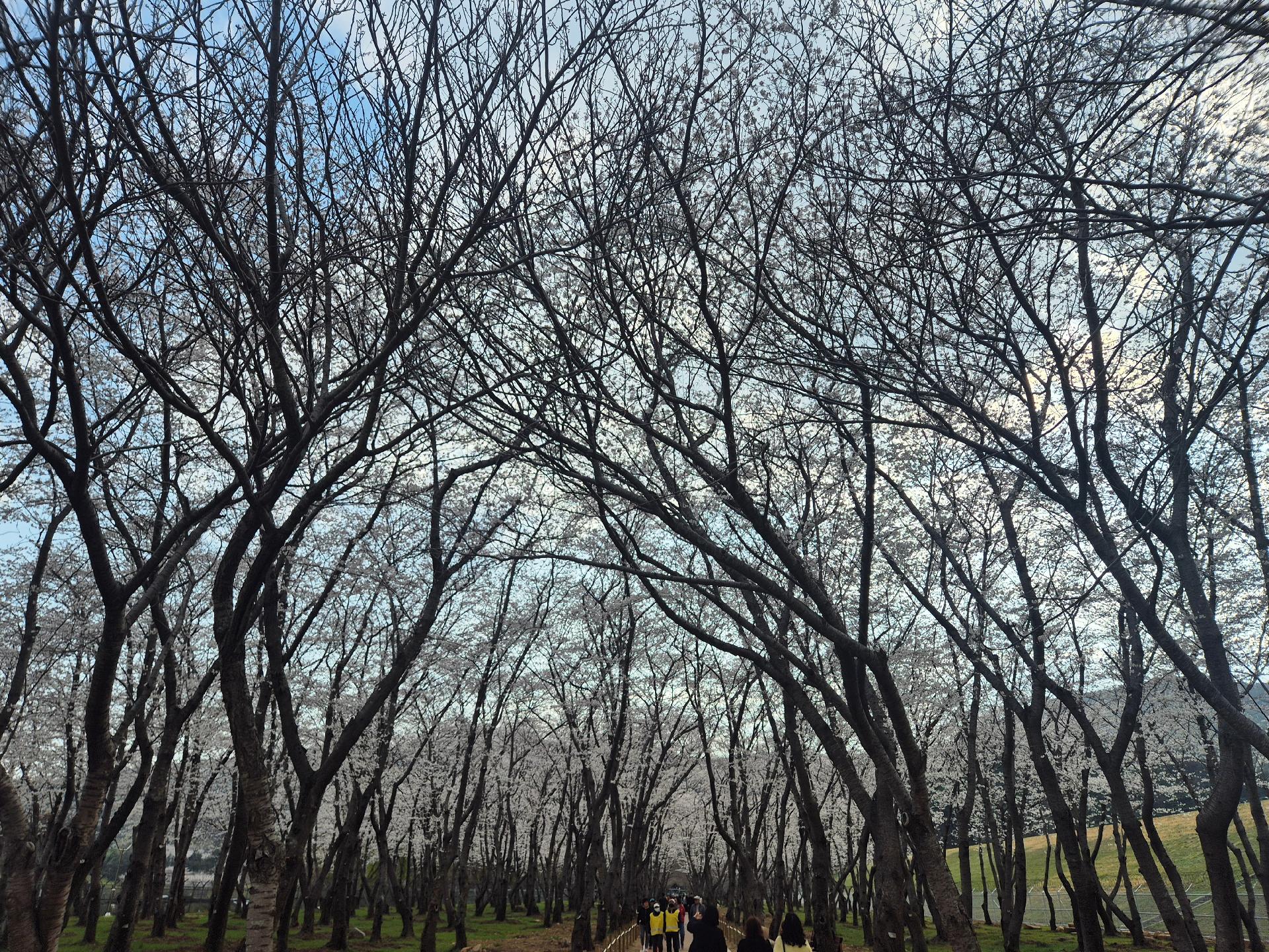 웅동 수원지 벚꽃단지