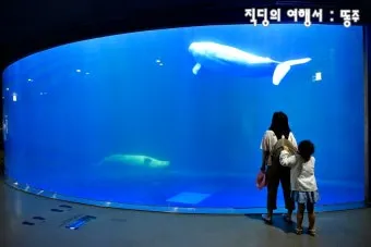 흰 고래의 흼에 대하여 소설 해석과 상징적 주제 분석_25