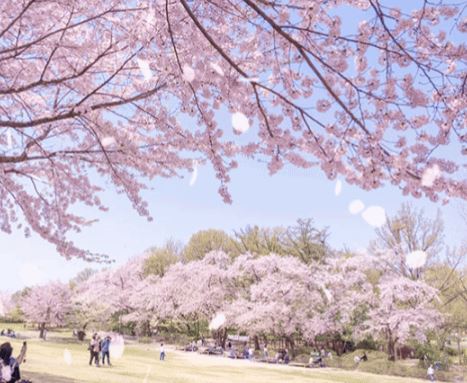 포항 벚꽃