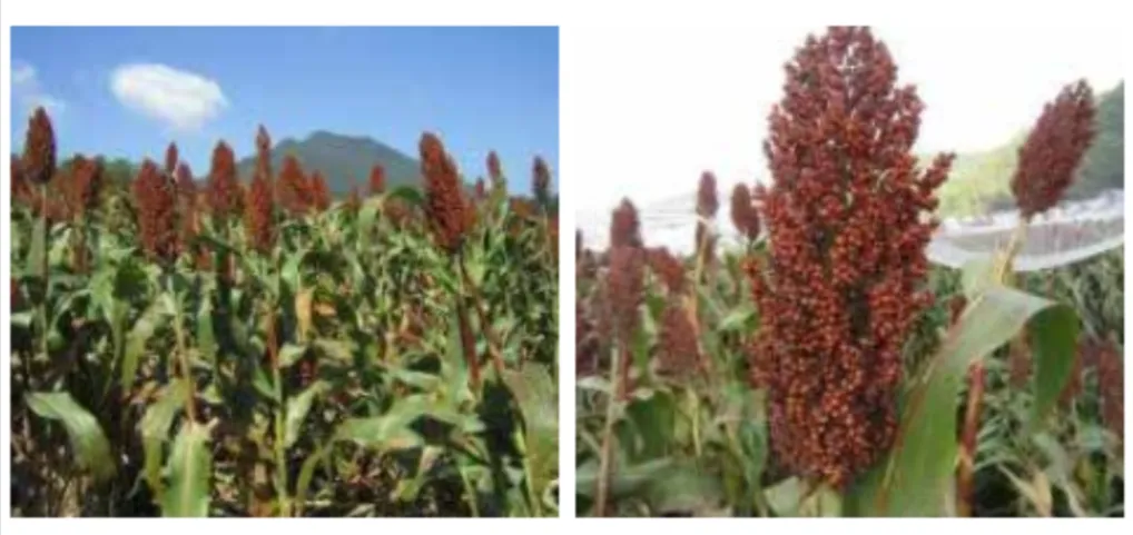 수수 재배 이삭 관리 쓰러짐 방지 건조 수확_9