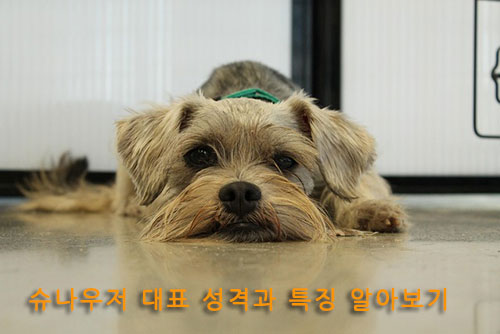 슈나우저 대표 성격과 특징 알아보기