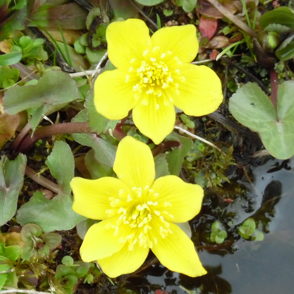 수생 식물의 종류와 특징