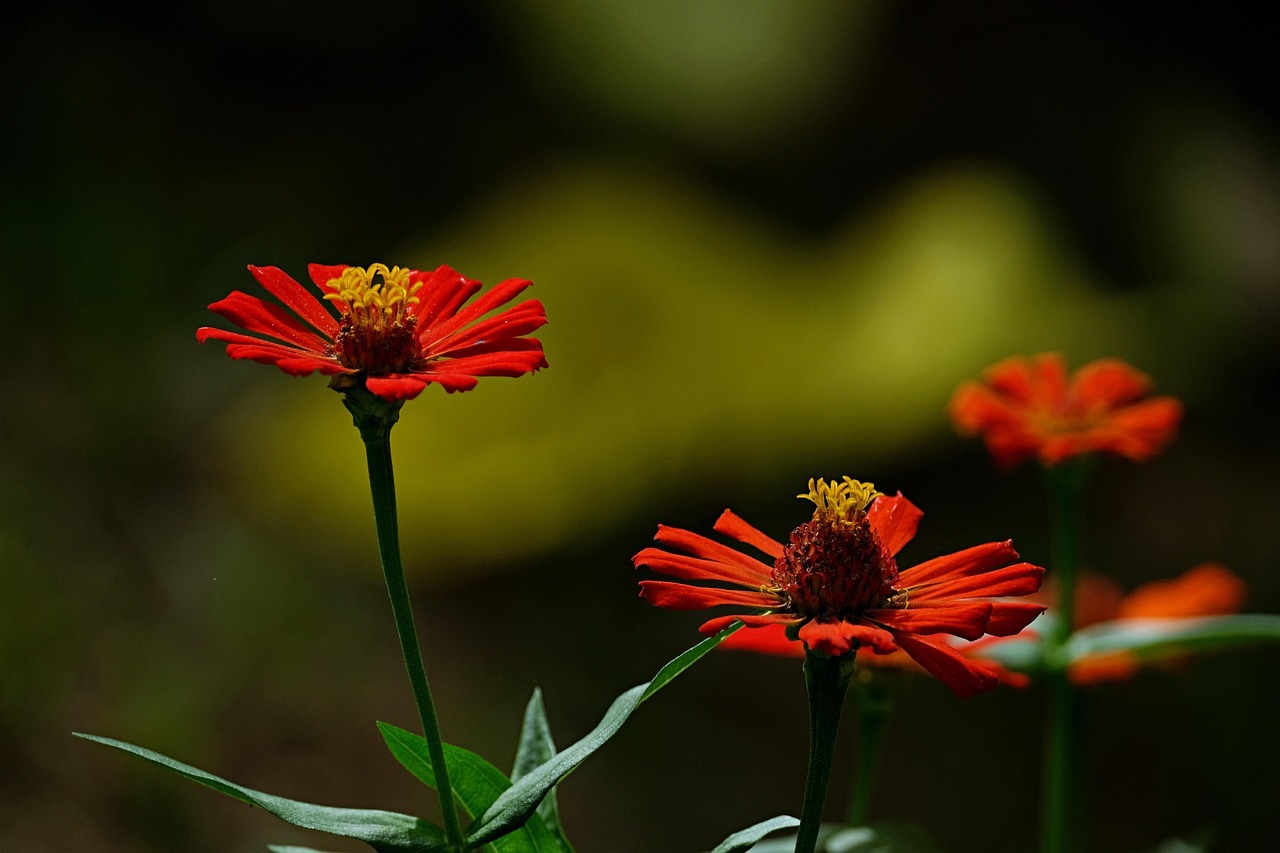 안동 병산서원 배롱나무 꽃