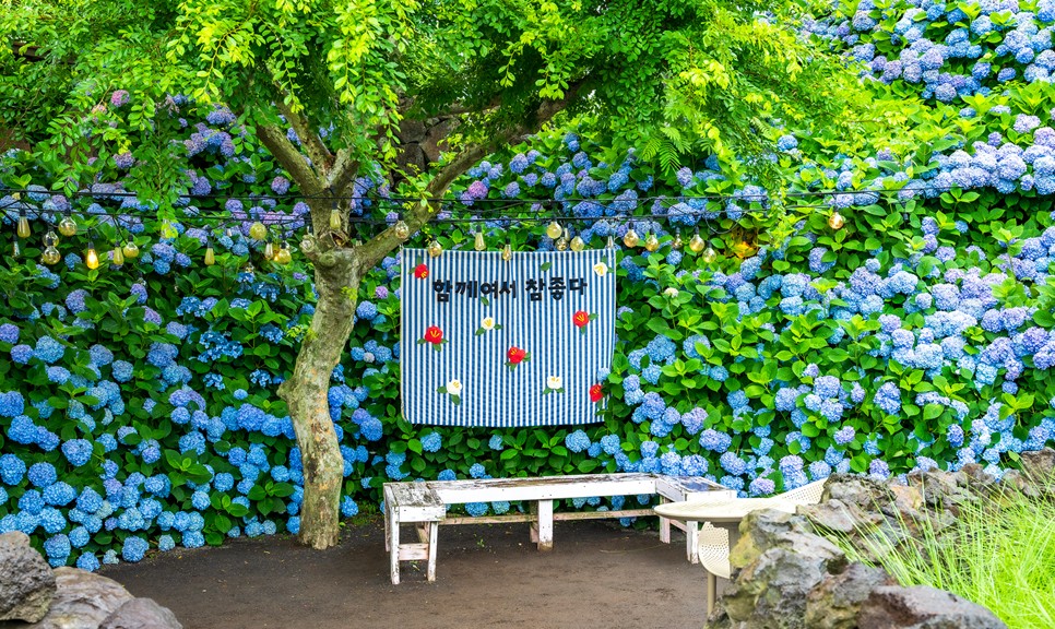 제주 마노르블랑 수국축제