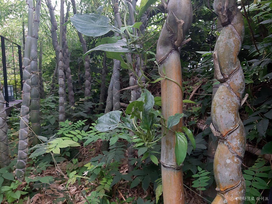 구갑죽