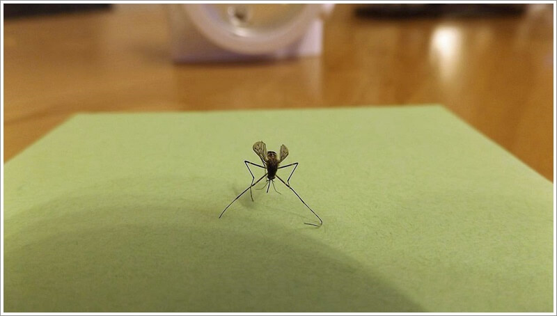 방바닥에 서 있는 모기 한마리