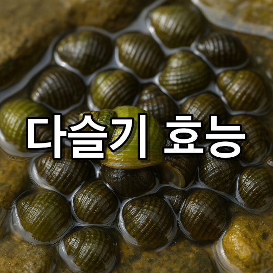 다슬기 효능 부작용 요리법 총 정리