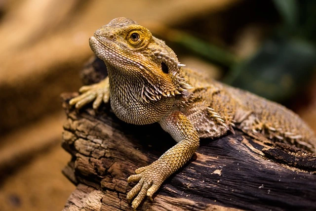 턱수염도마뱀(Bearded Dragon)