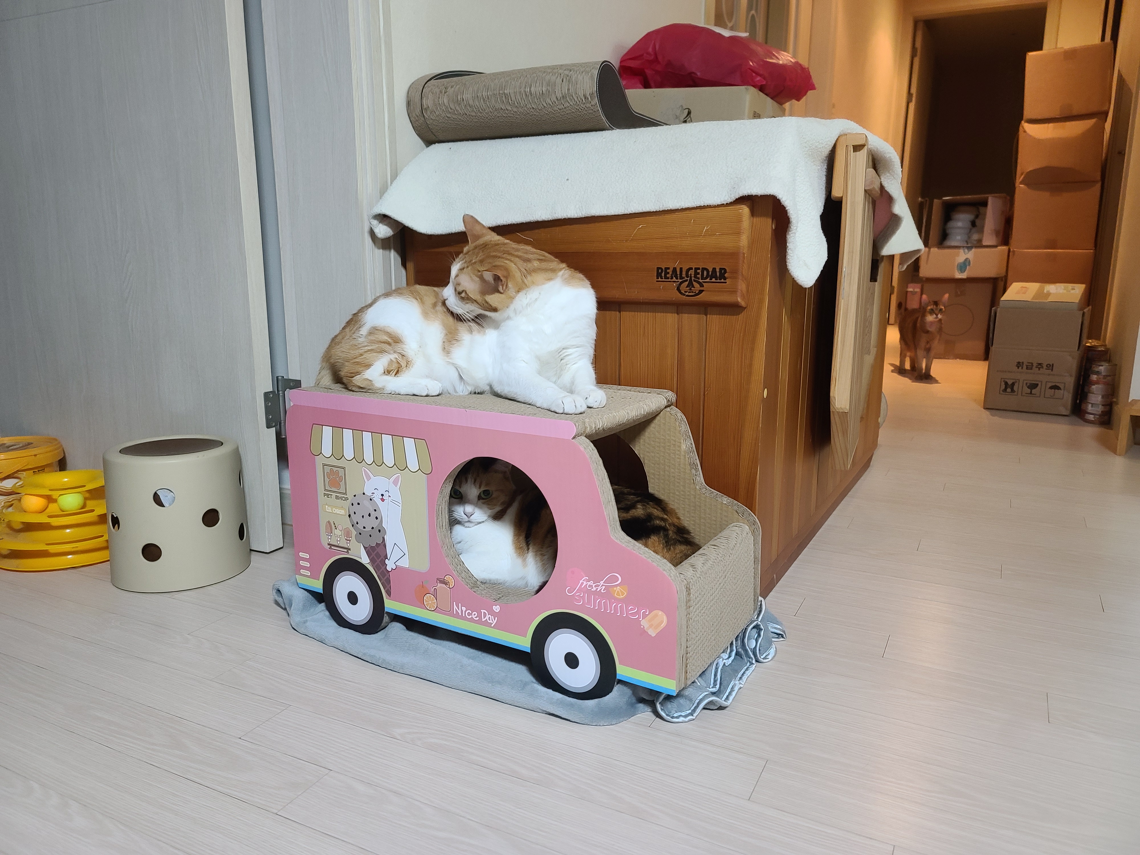 핑크붕붕이 스크래쳐 안에서 너무 귀여운 요미 (feat.막둥이)