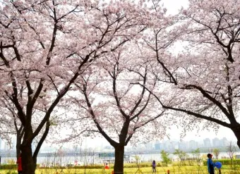 벚꽃 명소 추천 축제 유명한곳_20