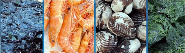 2024 무안 겨울 숭어 축제 기본일정과 프로그램 소개