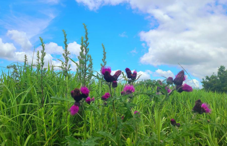 황매산 등산코스