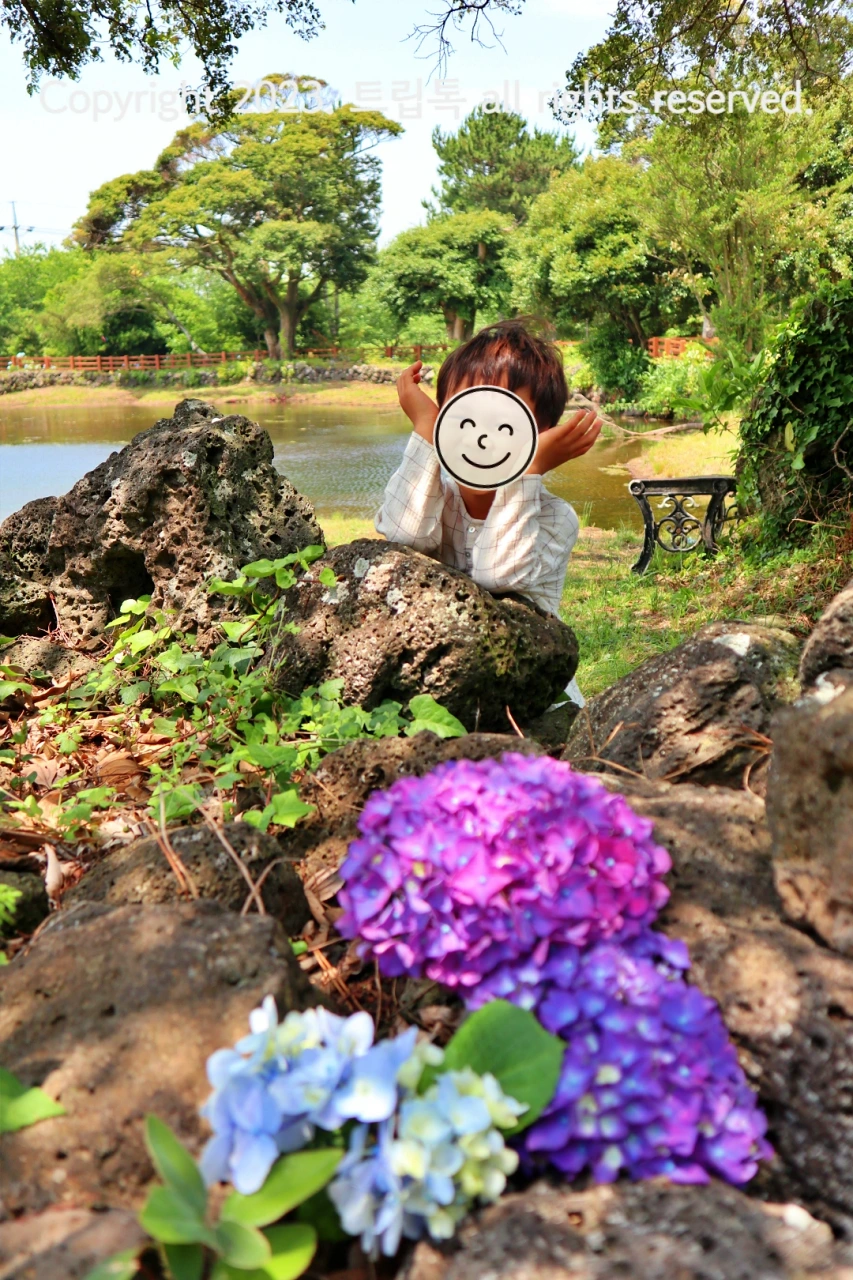 혼인지와 나무를 배경으로 꽃받침을 한 아이 앞에 현무암과 보라생 하늘색 수국이 올려져있다