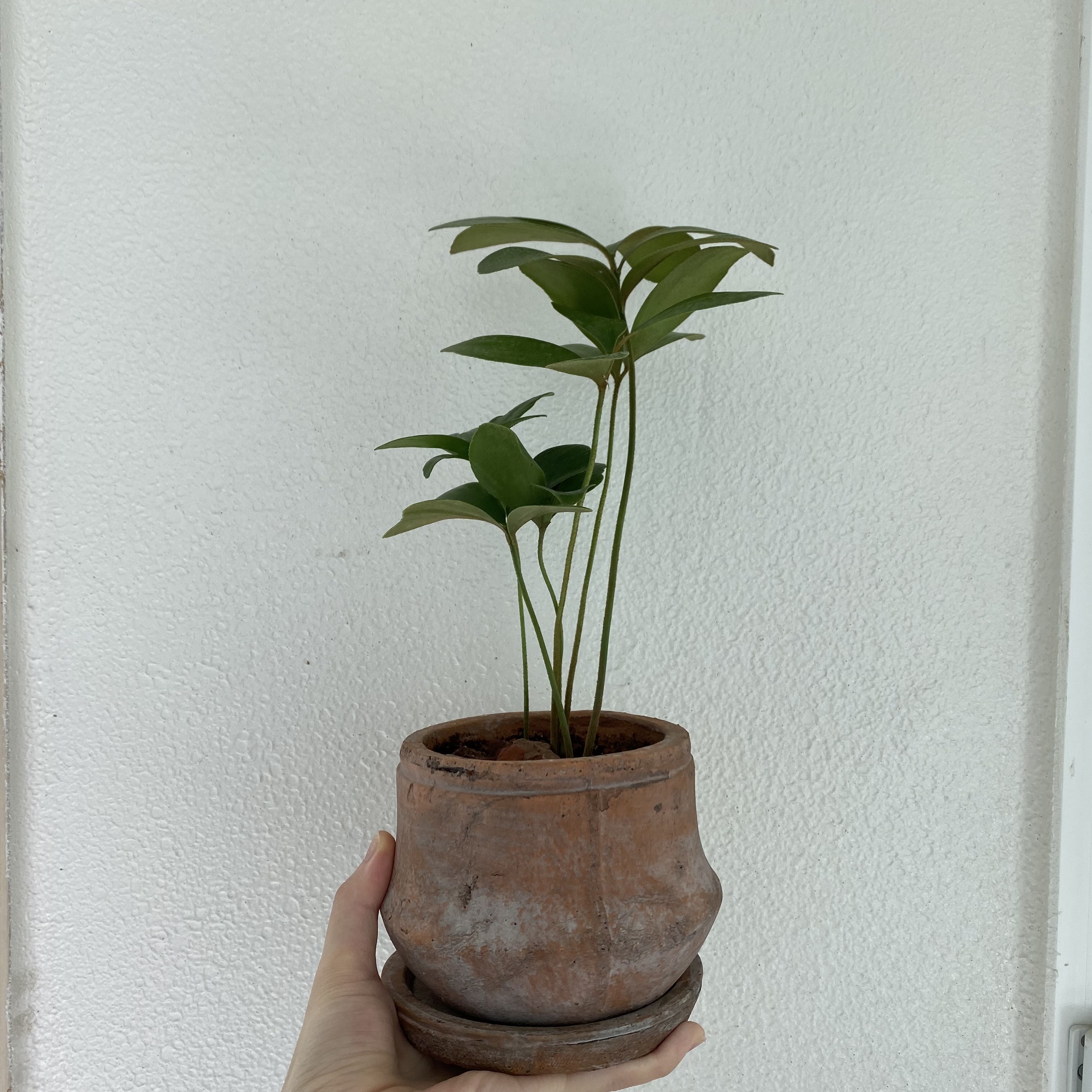 멕시칸 소철