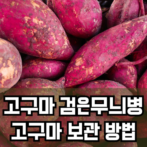 고구마 검은무늬병