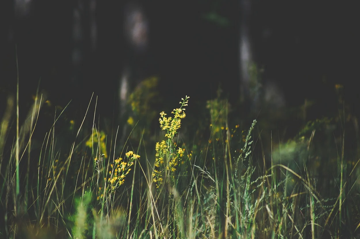 광복절 나비부인 KBS 방영논란