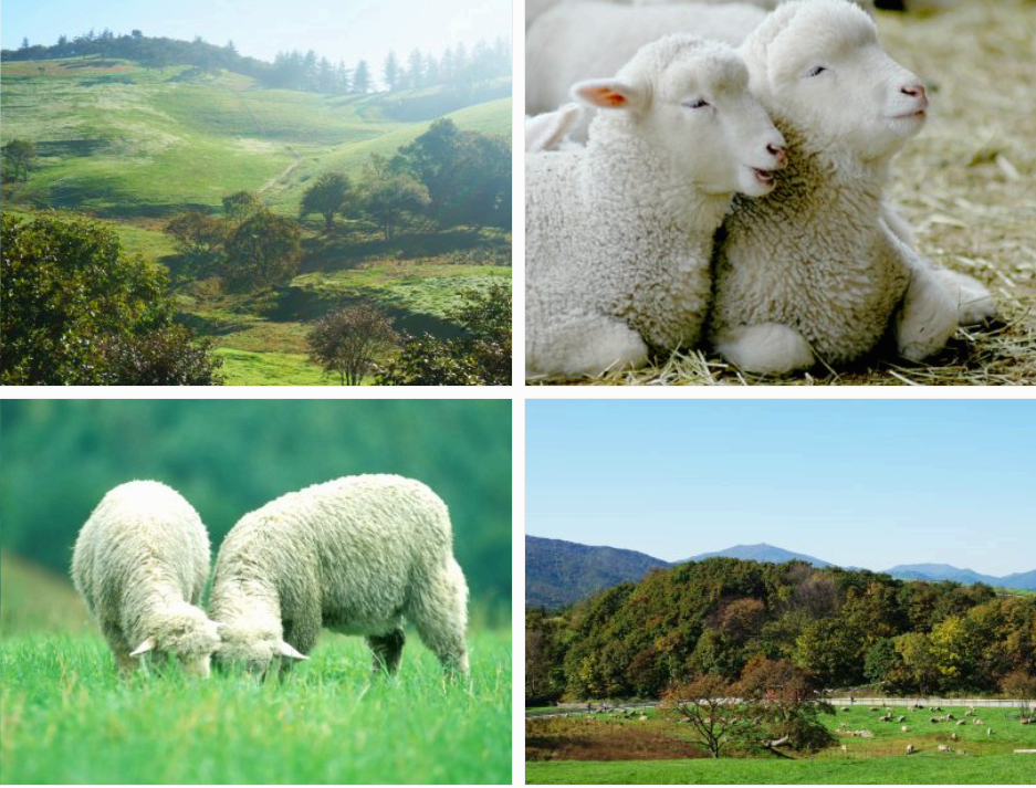 대관령양떼목장