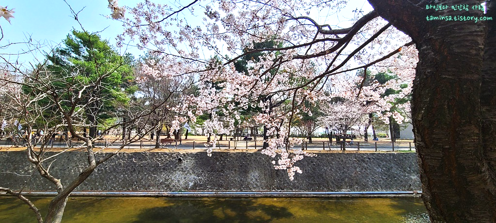 국립현충원-수양벚꽃길