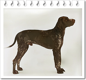 사냥견
저먼 포인터(German Pointer)