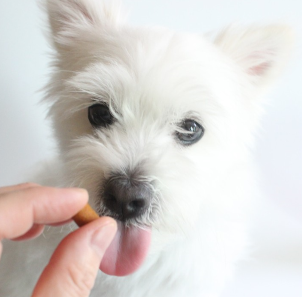 우리 강아지 눈곱, 괜찮은 걸까? 색깔로 알아보는 건강 적신호!