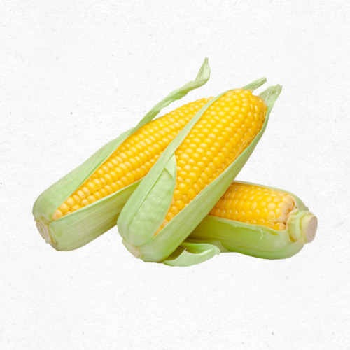 옥수수 건강 효능