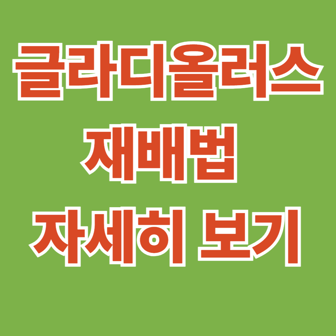 글라디올러스 심는시기와 물주기 총정리 🌸 월동 관리까지 한 번에