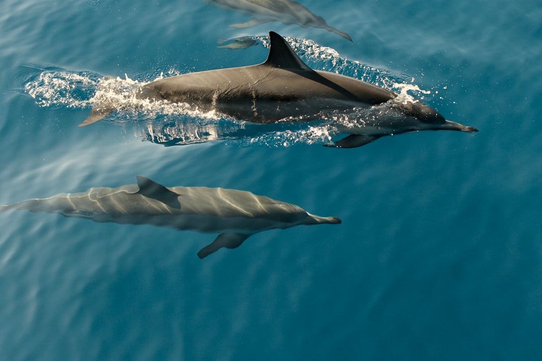 Dolphin