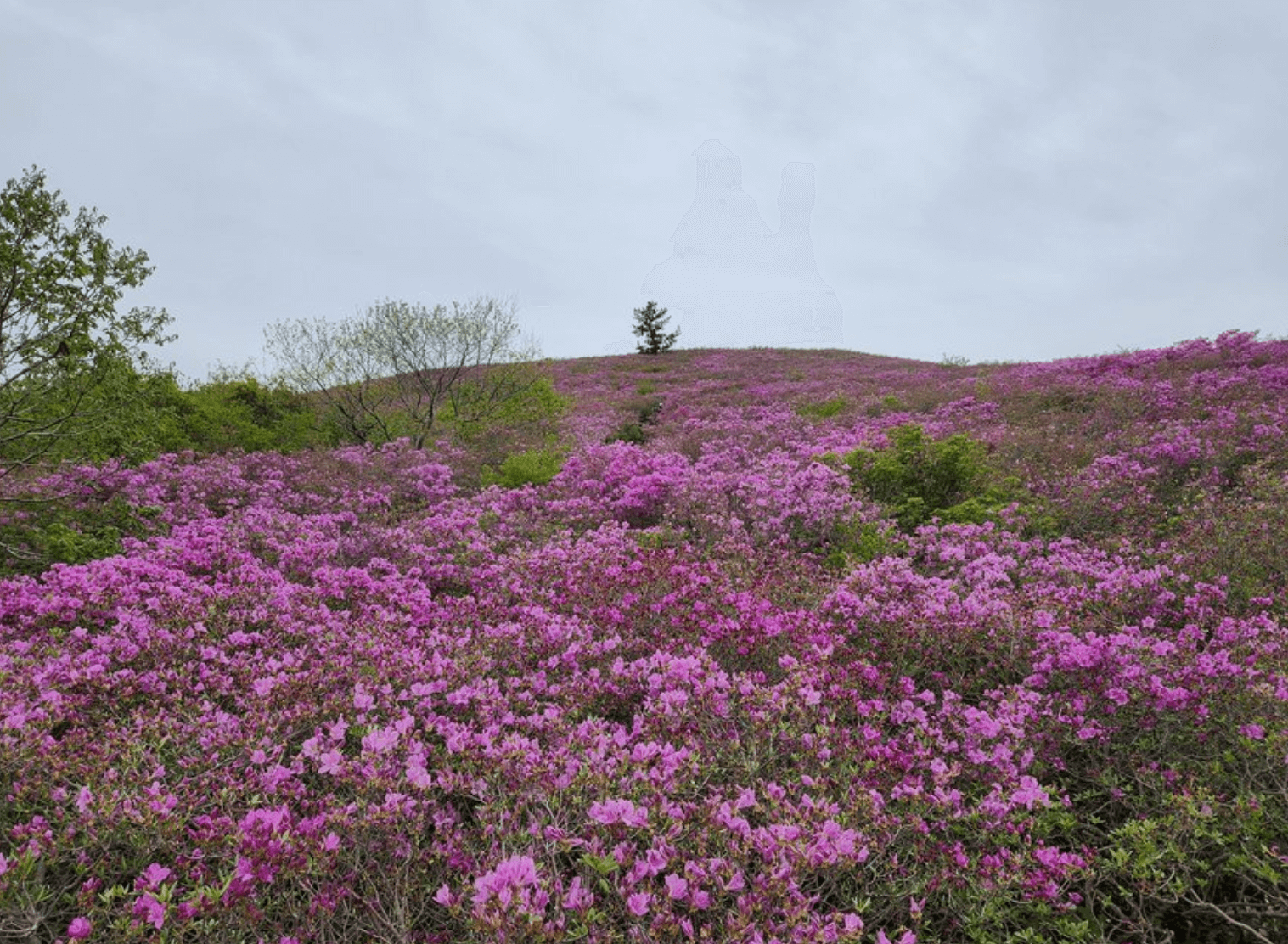 전국 4월 철쭉 축제 일정 총정리