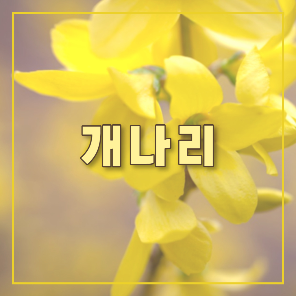 개나리_썸네일