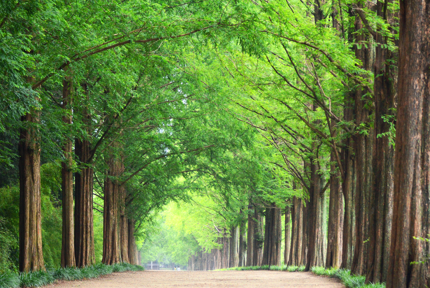 담양 메타세쿼이아길