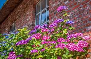 신안 도초도 수국축제