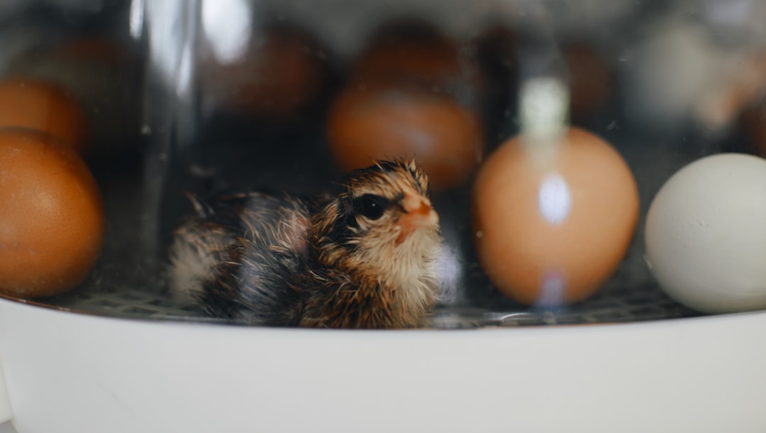 Incubator