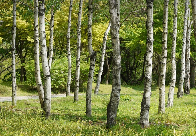 러브버그 퇴치법, 예방법