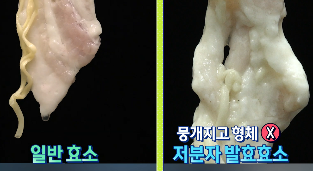 저분자 발효효소