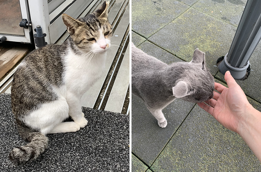 펜션의 고양이들