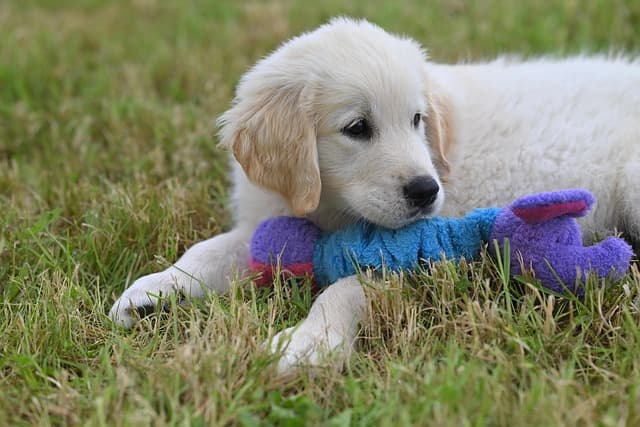 애견미용사의 직업에 대해서 알아보아요