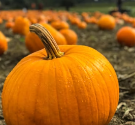 단호박 효능 부작용 영양성분 고르는법 칼로리