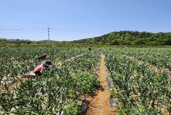 무안 양파 농사