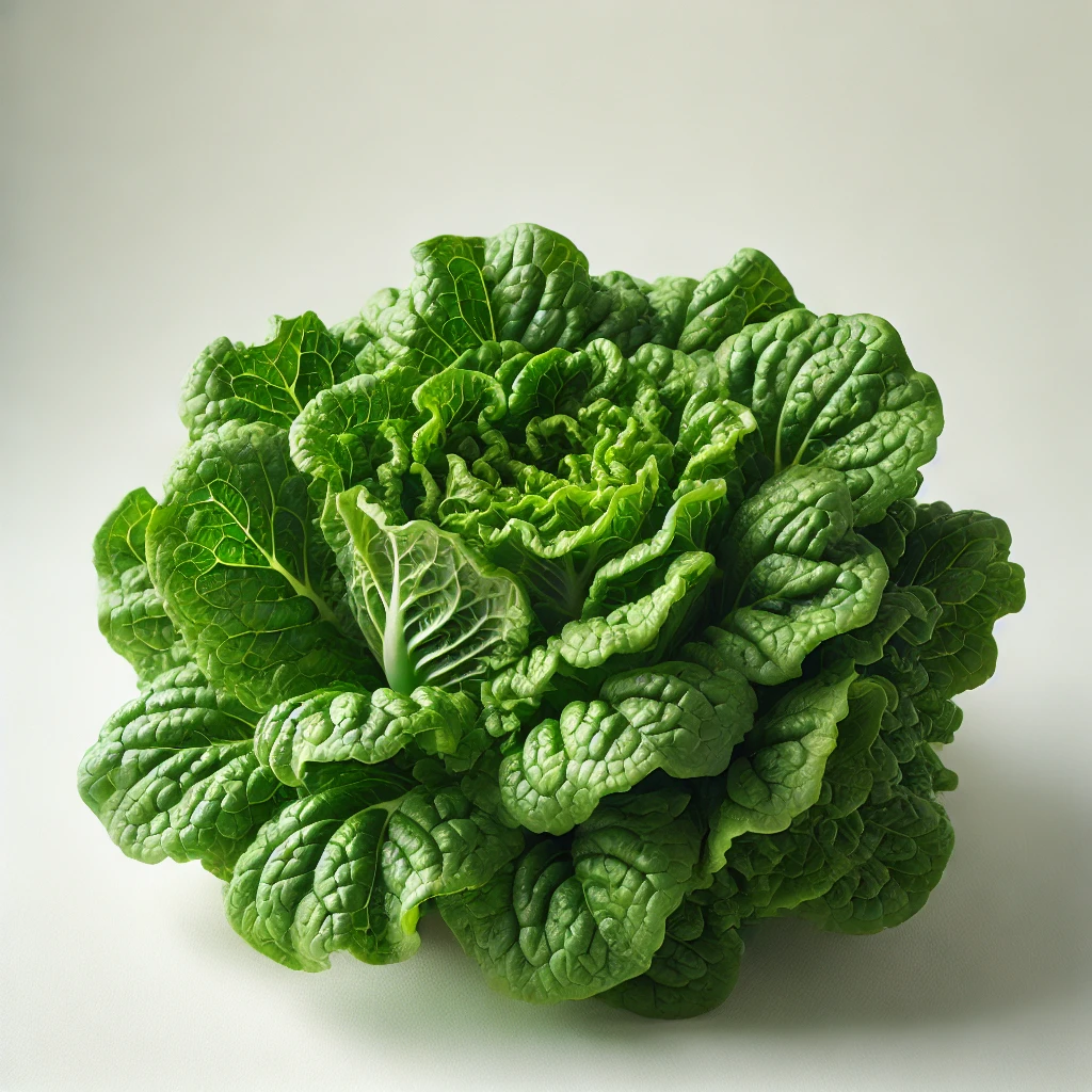 축면상추란? 특징과 영양 및 효능