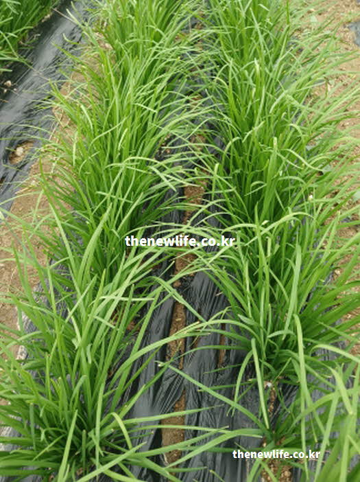 부추 효능 콜레스테롤 조절 알리신