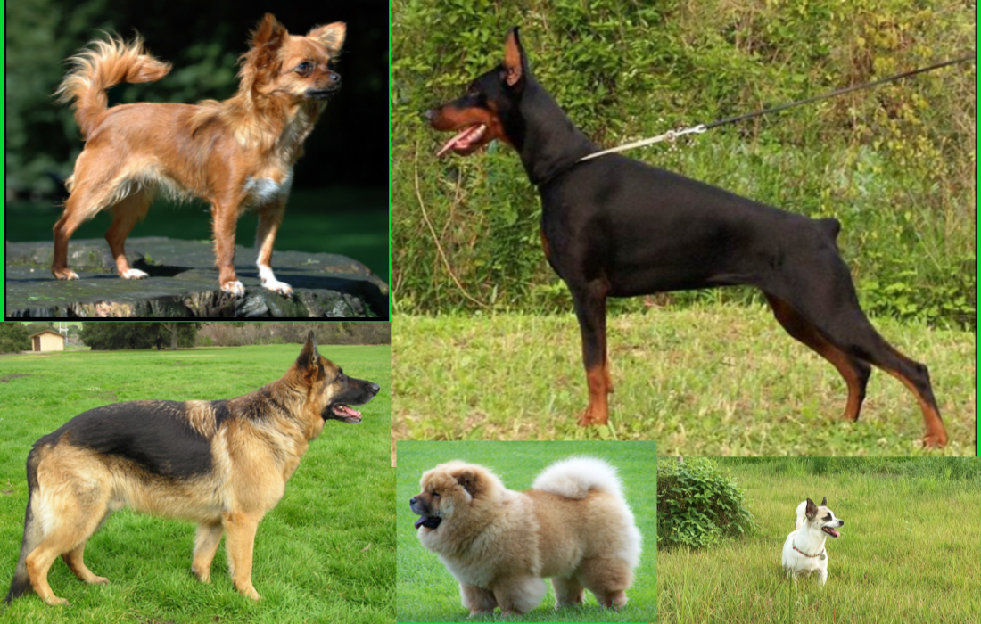 개의 종류와 특징.