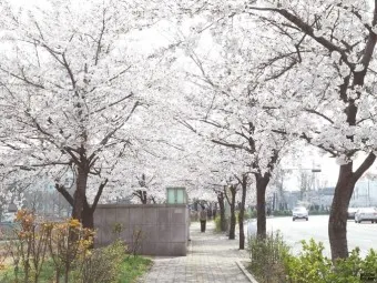 서울 벚꽃 명소 추천 베스트10_9