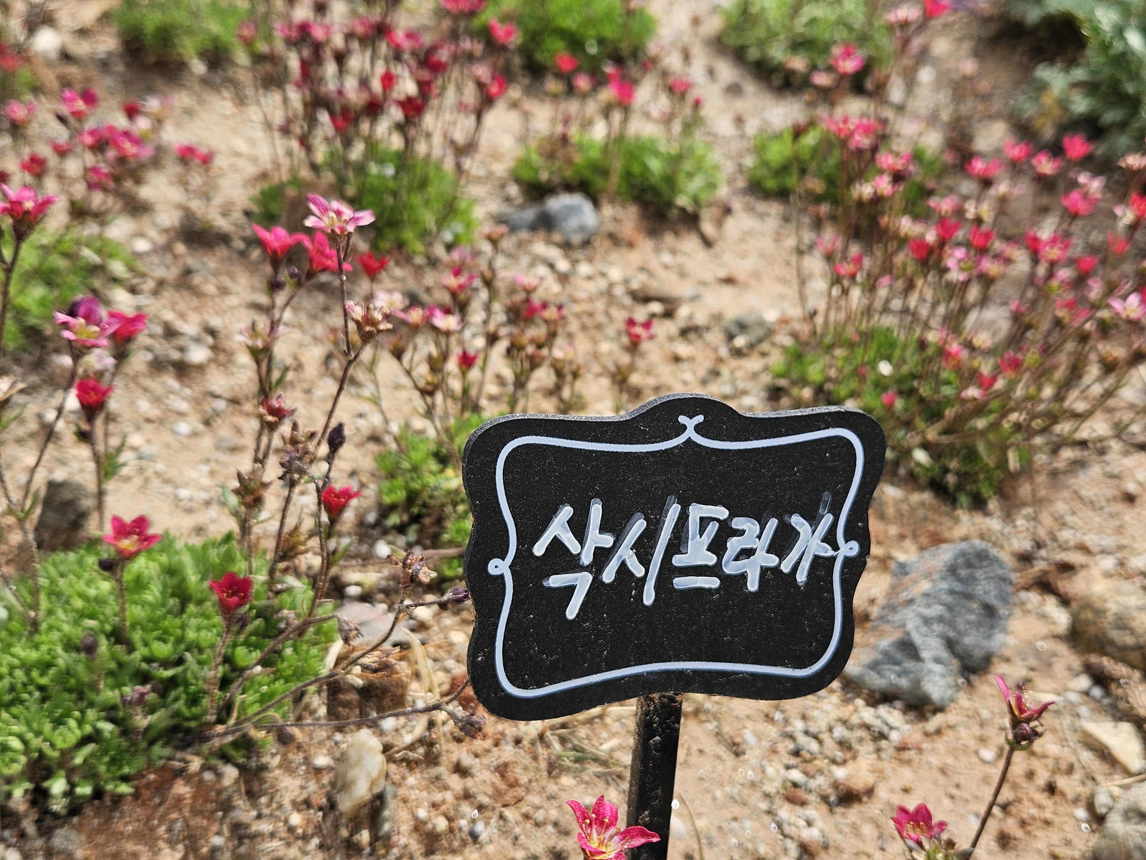 가족 봄소풍 명소! 황룡강 꽃잔치, 다채로운 이벤트 만끽!