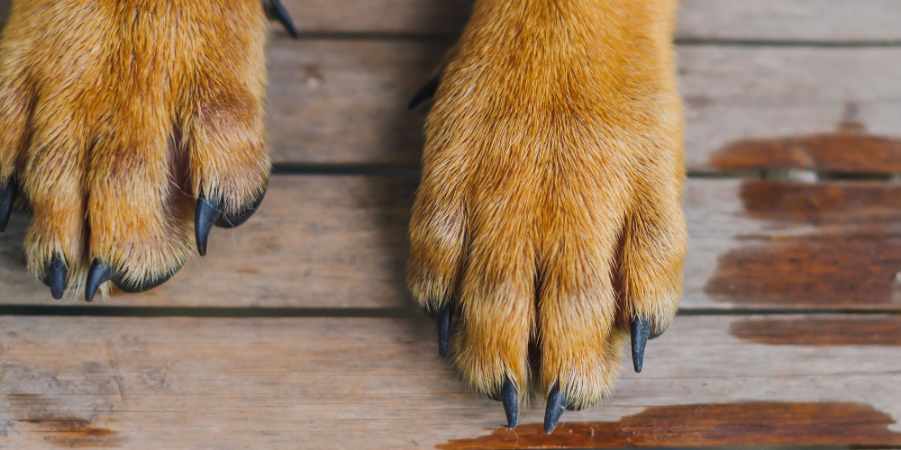 강아지 발톱 감염 2