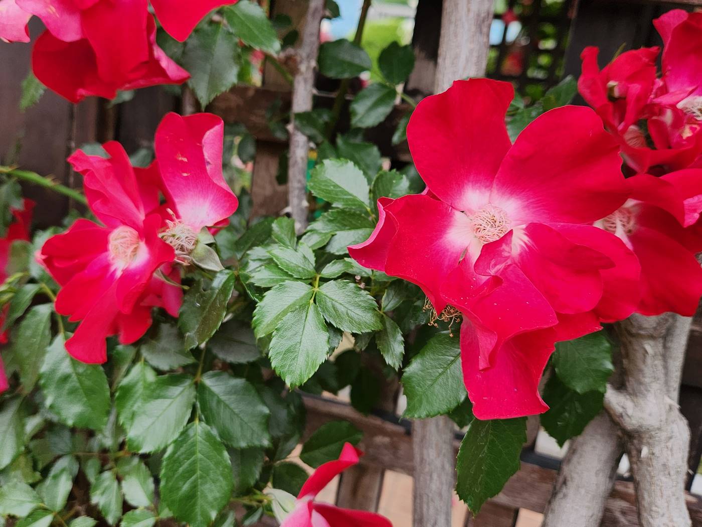 덩굴장미 다이나마이트 Dynamite